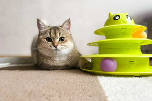 Make Pet Playtime More Fun with Pet toys