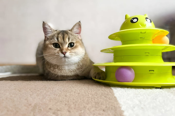 Make Pet Playtime More Fun with Pet toys