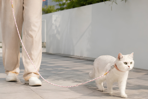 Choose BEST Pet Leash FOR TRAVEL WITH SAFE WALK