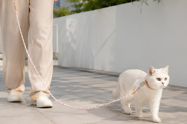 Choose BEST Pet Leash FOR TRAVEL WITH SAFE WALK