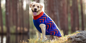 Choose Comfortable Clothes For Pets Everyday